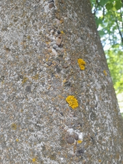 Xanthoria parietina