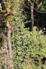 Heteromorpha arborescens collina