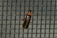 Rhagonycha mollis