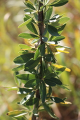 Heteromorpha arborescens collina