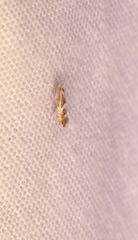 Philonome clemensella