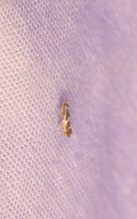 Philonome clemensella