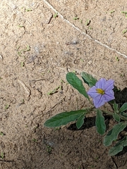 Solanum elaeagnifolium