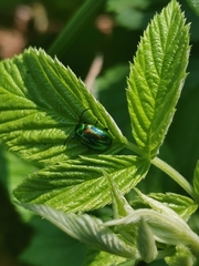 Chrysolina fastuosa