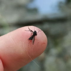 Aedes albopictus