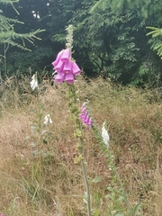 Digitalis purpurea