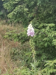 Digitalis purpurea