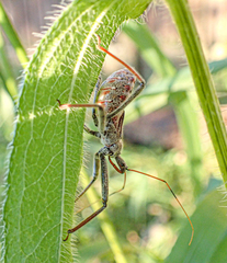 Arilus cristatus