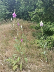 Digitalis purpurea