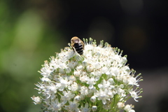 Colletes dimidiatus