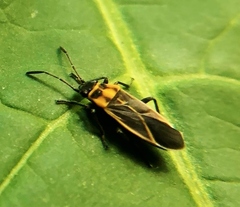 Ochrimnus lineoloides