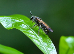 Nomia fuscipennis