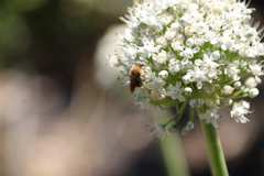 Colletes dimidiatus