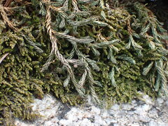 Selaginella underwoodii