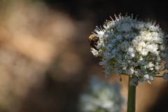 Colletes dimidiatus