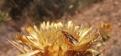 Hymenoptera