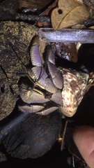 Coenobita brevimanus