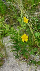 Potentilla recta pilosa