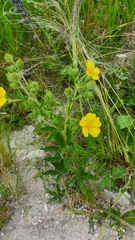 Potentilla recta pilosa