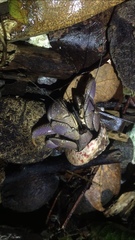 Coenobita brevimanus