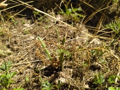 Seseli annuum
