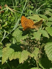 Argynnis paphia