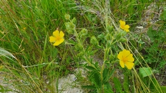 Potentilla recta pilosa