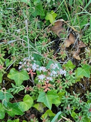 Sedum album