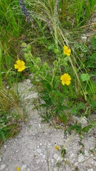 Potentilla recta pilosa