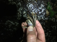 Coenobita brevimanus