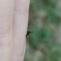 Aedes albopictus