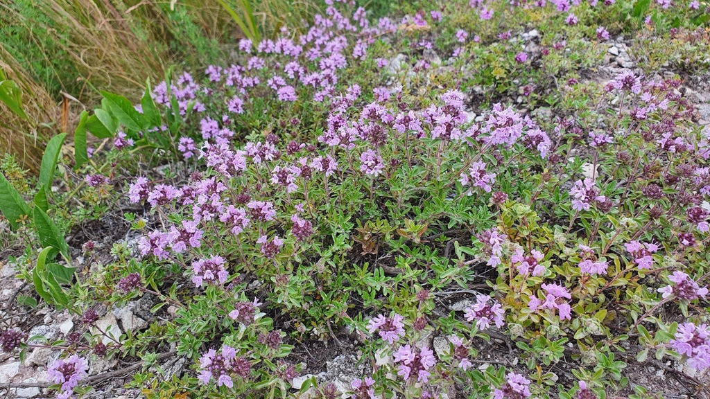 Thymus talijevii; photograph (c) Анна Митрошенкова, some rights reserved (CC BY)