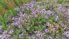 Thymus talijevii
