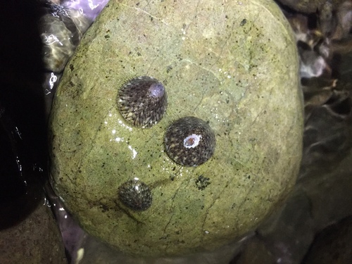 Cellana vitiensis