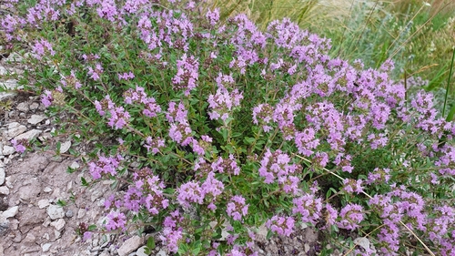 Thymus talijevii, photograph 1