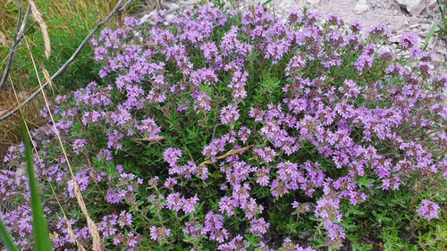 Thymus talijevii, photograph 2