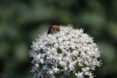 Colletes dimidiatus