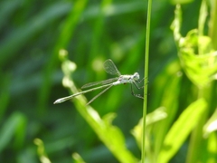 Lestes sponsa