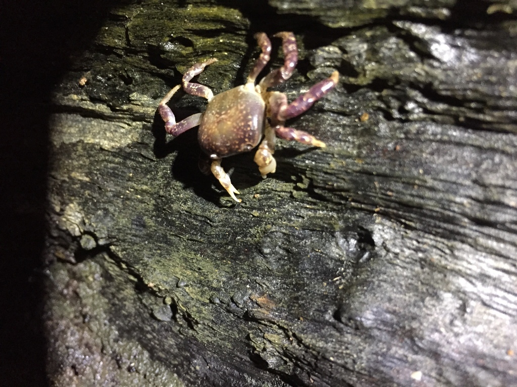 Brown Crab