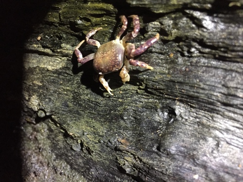 Epigrapsus politus