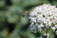 Colletes dimidiatus