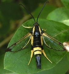 Synanthedon kathyae