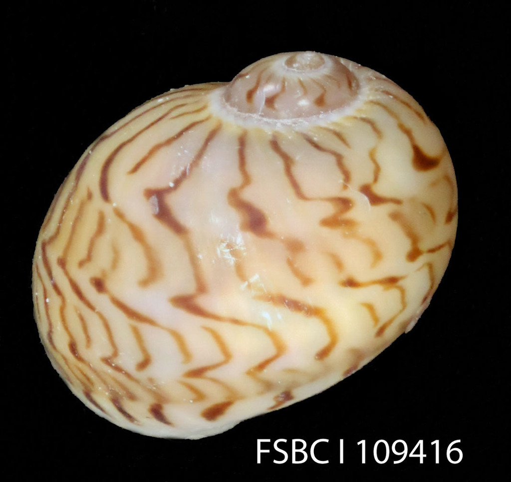 Colorful Moonsnail