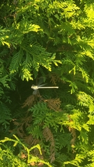 Platycnemis pennipes