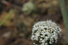 Colletes dimidiatus