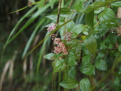 Spiraea hayatana