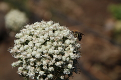 Colletes dimidiatus