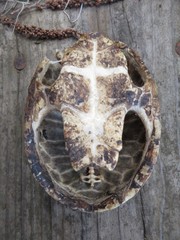 Sternotherus