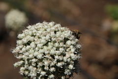 Colletes dimidiatus
