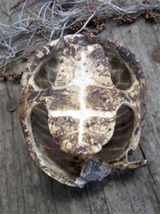 Sternotherus